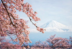 Вид на гору Фудзи во время цветения вишни