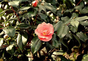 Цветок Камелии