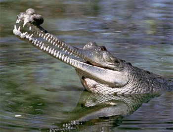 Гангский крокодил